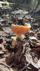 Cuphophyllus pratensis