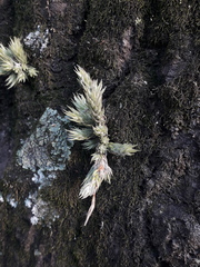 Tillandsia tricholepis