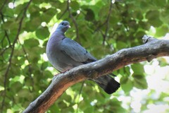 Columba oenas oenas