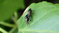Phoridae