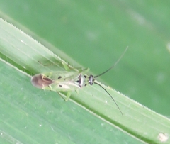 Ilnacora