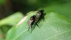 Phoridae