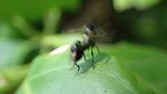 Phoridae