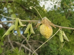 Passiflora foetida
