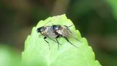 Phoridae