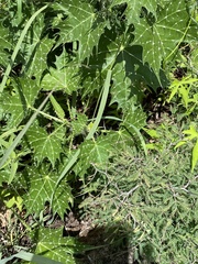 Cnidoscolus angustidens