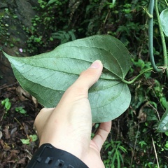 Smilax seisuiensis