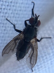 Rhinophoridae