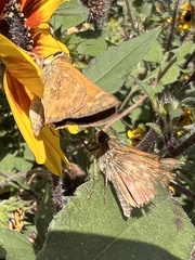 Atalopedes campestris
