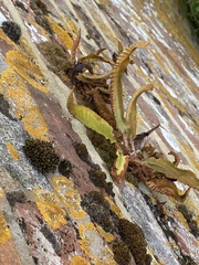 Asplenium scolopendrium