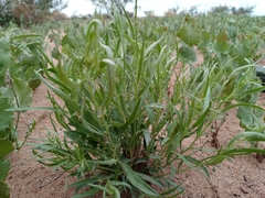 Pombalia verticillata