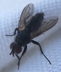 Rhinophoridae