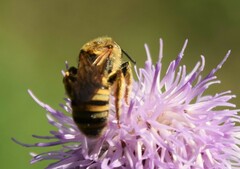 Halictus scabiosae
