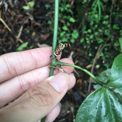 Smilax seisuiensis