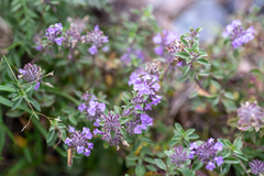 Ziziphora clinopodioides