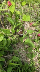 Anartia fatima