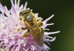 Halictus scabiosae