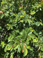 Magnolia figo