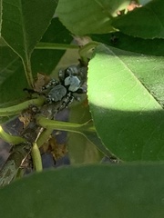 Phidippus carolinensis