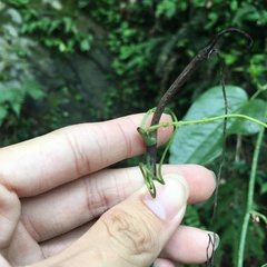 Smilax seisuiensis