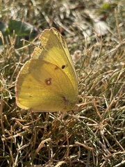 Colias eurytheme