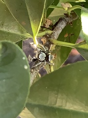 Phidippus carolinensis