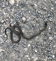 Zamenis longissimus