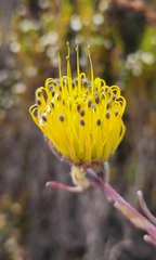 Leucospermum gracile