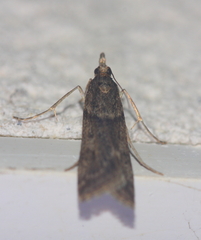 Eudonia angustea