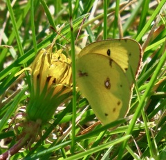 Colias philodice