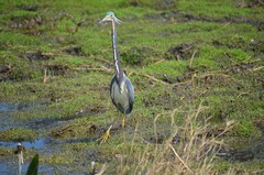 Egretta tricolor