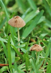Conocybe tenera
