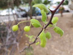 Bursera epinnata