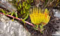 Leucospermum gracile