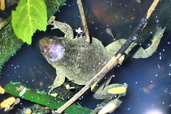 Occidozyga laevis