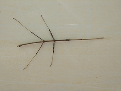 Diapheromera femorata