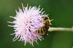 Halictus scabiosae