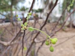 Bursera epinnata