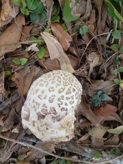 Chlorophyllum molybdites