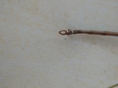 Diapheromera femorata