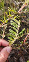 Leucospermum gracile