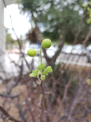 Bursera epinnata