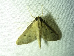 Herpetogramma bipunctalis