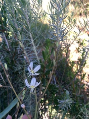 Trachyandra karrooica