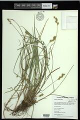 Carex foenea