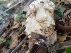 Chlorophyllum molybdites