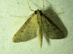 Herpetogramma bipunctalis