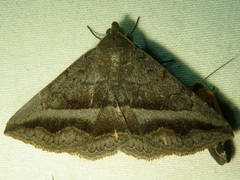 Lesmone griseipennis