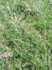 Festuca