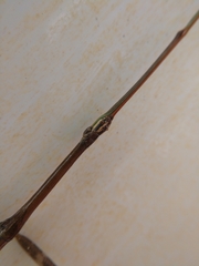 Diapheromera femorata